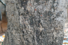 Byrsonima crassifolia